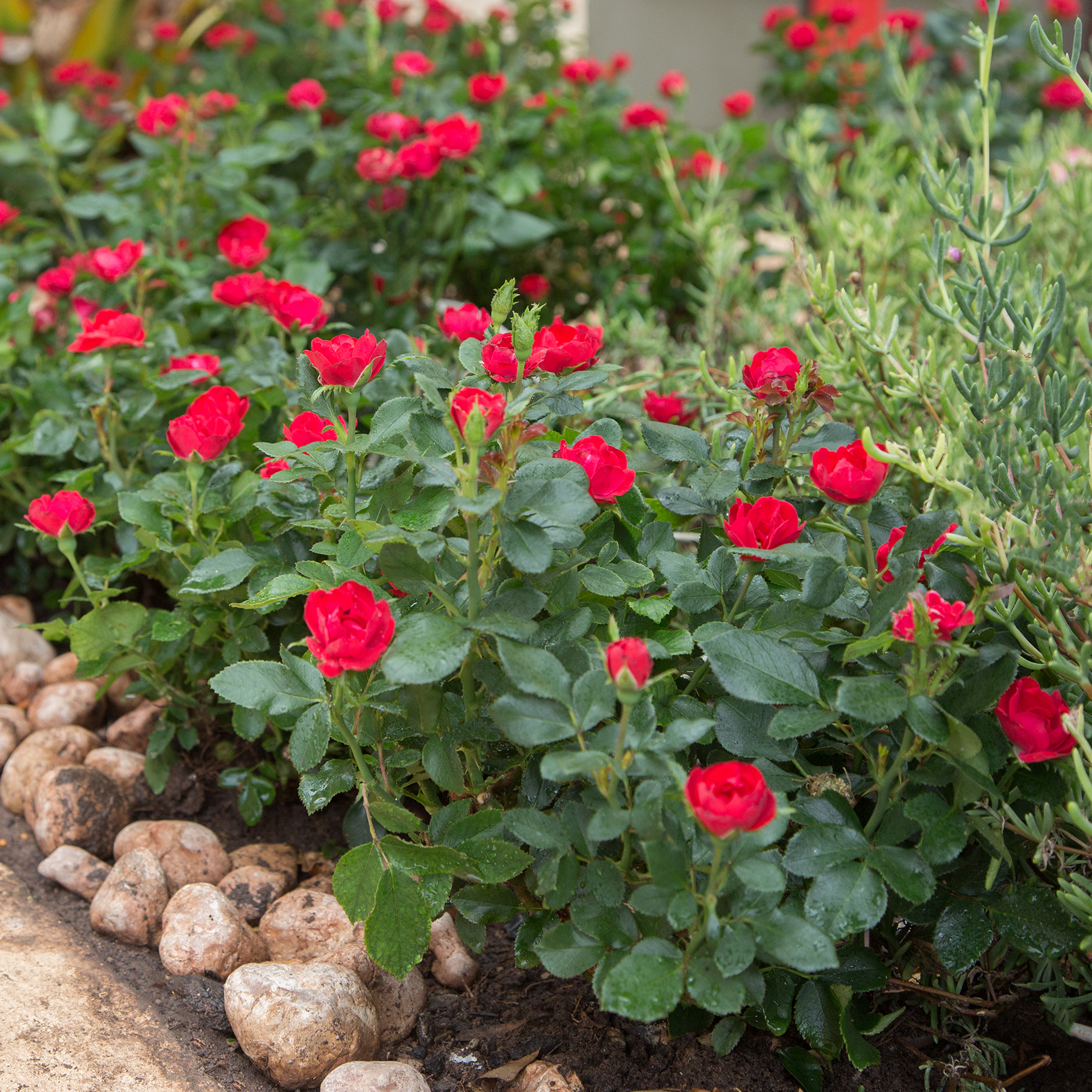 Rustic Potted Roses Potted Roses - The Plant Care Guide